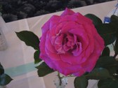 Enlarge photo 332