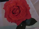 Enlarge photo 334