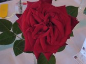 Enlarge photo 336