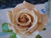 Enlarge photo 338