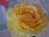 Enlarge photo 340