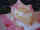 Enlarge photo 342