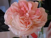 Enlarge photo 344