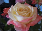 Enlarge photo 346
