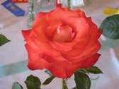 Enlarge photo 348