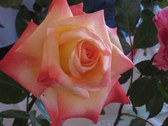 Enlarge photo 351