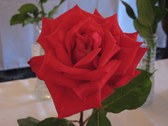 Enlarge photo 353