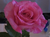Enlarge photo 355