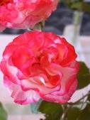 Enlarge photo 49