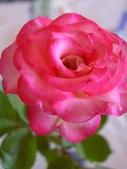 Enlarge photo 76