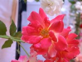 Enlarge photo 102