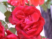 Enlarge photo 104