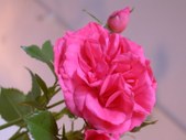 Enlarge photo 106