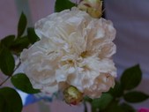 Enlarge photo 108
