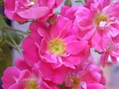 Enlarge photo 110