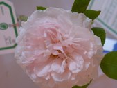 Enlarge photo 112