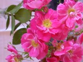 Enlarge photo 114