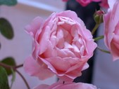 Enlarge photo 116