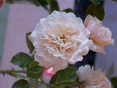 Enlarge photo 118