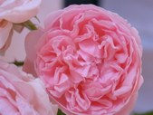 Enlarge photo 120
