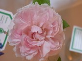 Enlarge photo 124