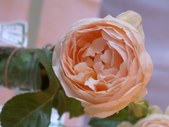Enlarge photo 126