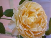 Enlarge photo 130
