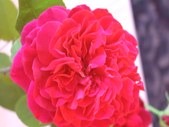 Enlarge photo 132