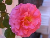 Enlarge photo 134