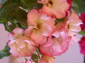 Enlarge photo 136