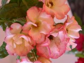 Enlarge photo 137