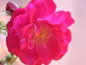 Enlarge photo 139