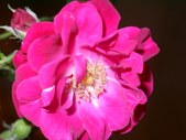 Enlarge photo 140