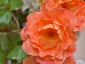 Enlarge photo 143