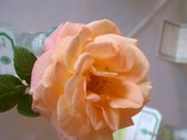 Enlarge photo 149