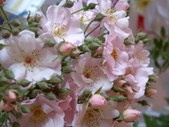 Enlarge photo 151