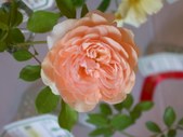 Enlarge photo 153