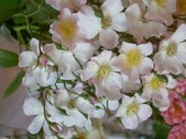 Enlarge photo 155