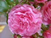 Enlarge photo 157