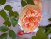 Enlarge photo 159