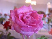 Enlarge photo 161