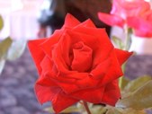 Enlarge photo 162