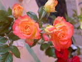 Enlarge photo 164
