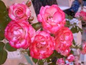 Enlarge photo 165
