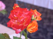 Enlarge photo 166