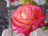 Enlarge photo 167