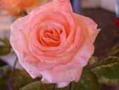 Enlarge photo 168