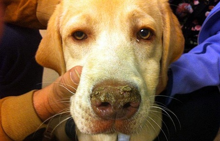 Hereditary Nasal Parakeratosis ( HNPK )