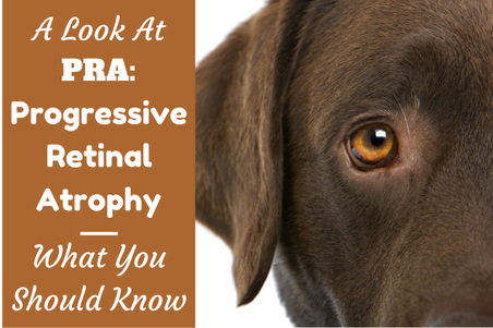 Progressive Retinal Atrophy