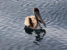 Enlarge photo 54